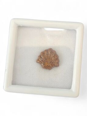 Script Stone Seashell Charm Pendant - Women Jewelry